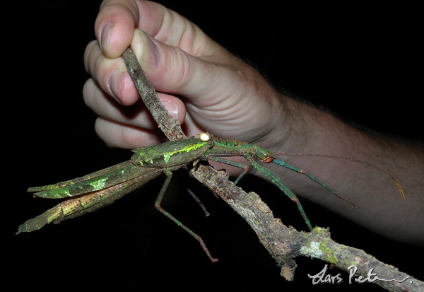 Stick insect sp